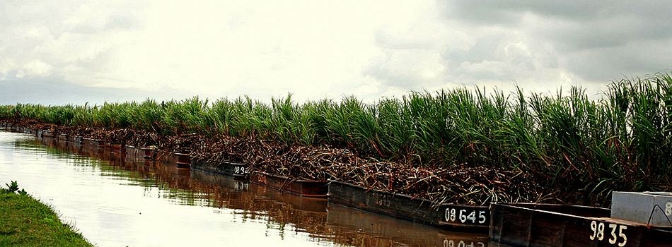 Sugarcane punts (Guyana)